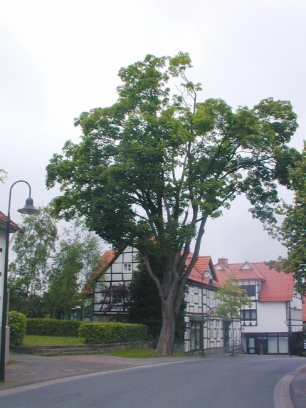 Bild 1 von Bergahorn Lange Straße